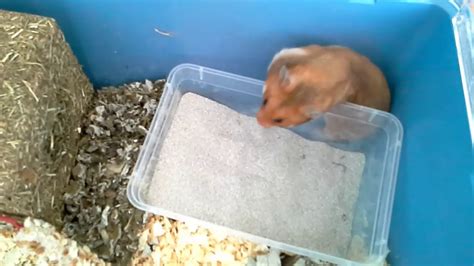 Syrian Hamster Ginger Tiny Friends Farm Hazel Hamster Lovelies And Bathing Sand Youtube