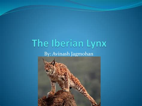 The Iberian Lynx