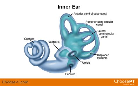 Guide Physical Therapy Guide To Inner Ear Trauma Choose Pt