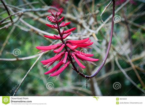 Coral Bean Erythrina Herbacea Range Along The Coastal Plain