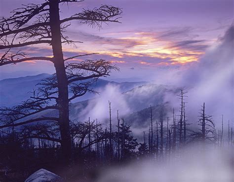 Rolling Fog On Clingmans Dome Great Photograph By Tim Fitzharris Fine