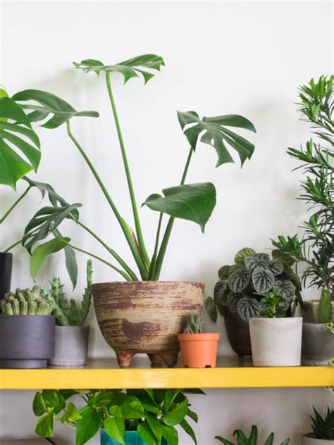 These 10 Lucky Plants Bring Happiness And Prosperity In The House Know Vastu Tips या 10 लकी