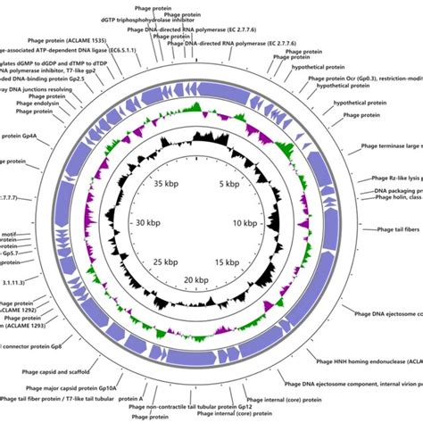 Genome Map Of Phage Kayfunavirus Tm The Genome Of Phage Kayfunavirus