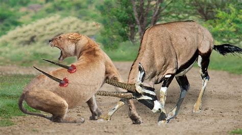 Moment Of Horror Of Lion King Top Antelope That Can Take Down Lions