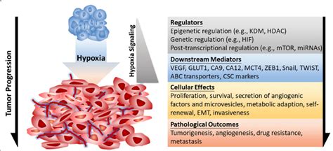 Hypoxia Regulated Cancer Progression Hypoxia Is A Typical Feature Of