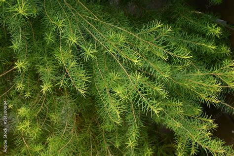 Melaleuca alternifolia ( Narrow-leaved paperbark Tea tree ). Myrtaceae evergreen tree native to ...