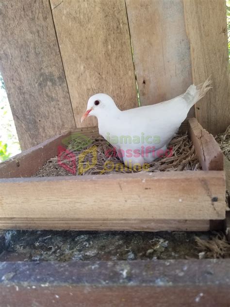 For Sale: White And Mix Ring Neck Doves - Highgate