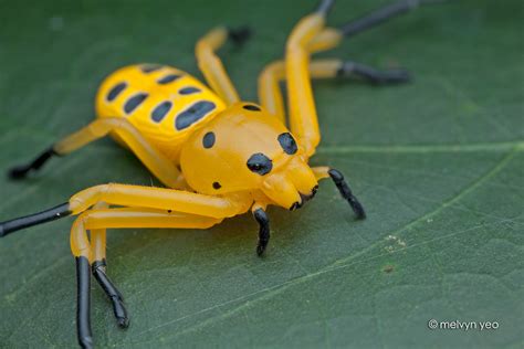 Eight Spotted Crab Spider by melvynyeo on DeviantArt