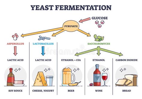 Yeast Fermentation Process Principle For Drinks And Food Outline