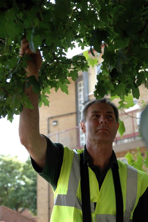 Giant Hogweed Removal - Complete Tree Care