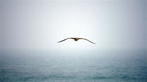 Kostenlose Foto Meer Ozean Vogel Fl Gel Seevogel Fliege M We