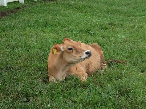 食肉卸会社の教える雌牛肉の新常識！雌牛の美味しさの秘密