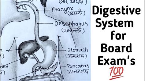 Diagram Of Digestive System Of Human Body In Hindi Digestive