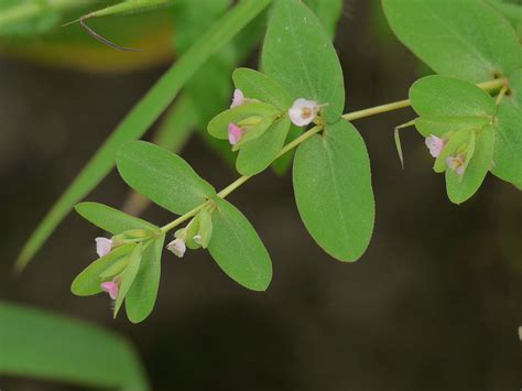 Euphorbia Notoptera Boiss Dinesh Valke Flickr