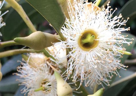 Red Mahogany - Eucalyptus resinifera - Trees by Plant Native! - Plant ...