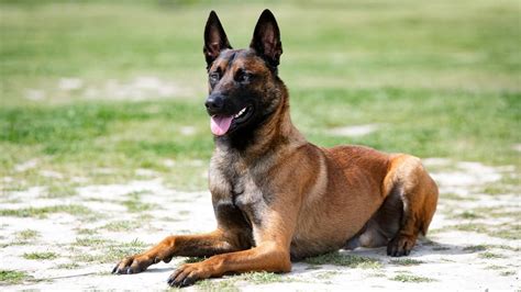 Son Belgas Malinois Protectores