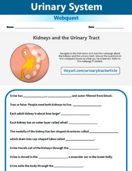 Urinary System Webquest Human Body Systems Activity By Learning Pyramid