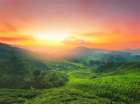 Top 5 Munnar Tea Estates That Are A Must-Visit For All | Munnar Insider ...