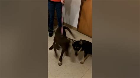 Choc Lab Mix With Heeler Youtube