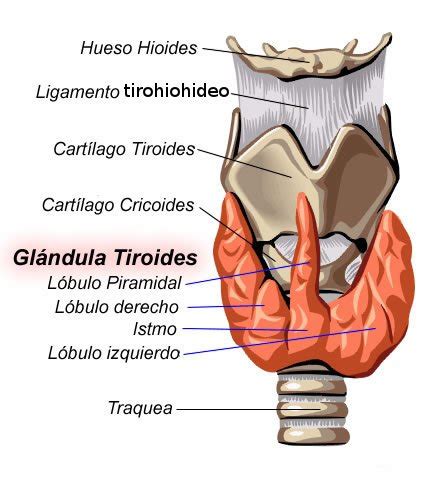 LA TIROIDES Y LAS HORMONAS QUE PRODUCE DETALLES SOBRE SU SÍNTESIS Y