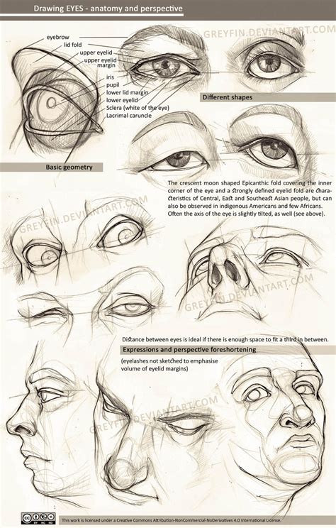 Drawing eyes - anatomy and perspective by greyfin on DeviantArt