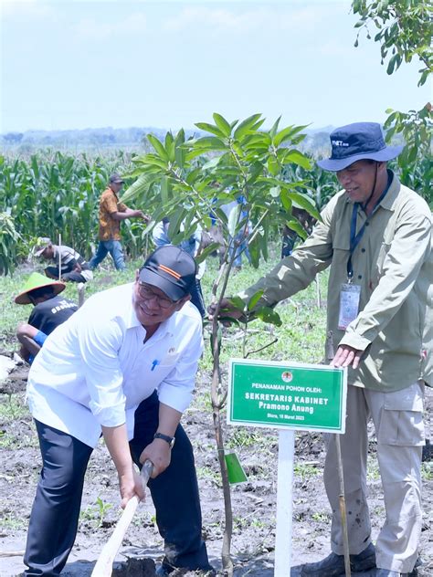 Foto Presiden Jokowi Tanam Pohon Mangga Bersama Para Petani