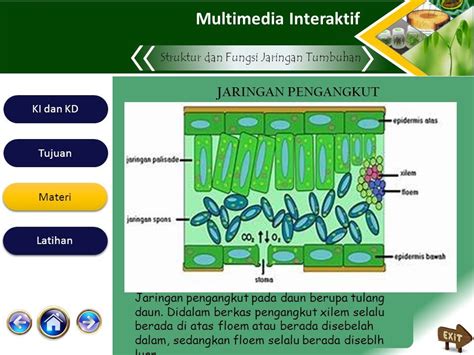 Multimedia Interaktif Struktur Dan Fungsi Jaringan Tumbuhan Program