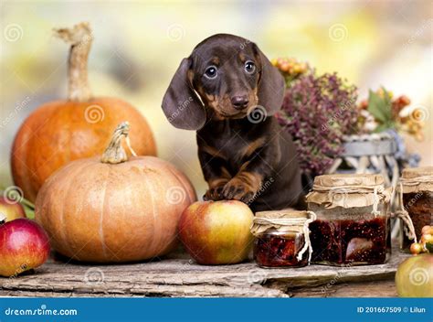 Dachshunds Puppy And Autumn Decor From Pumpkins Berries And Leaves