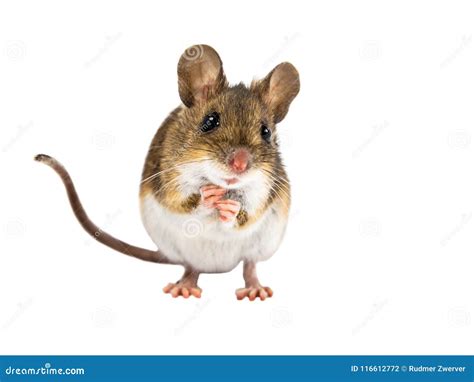 Cute Field Mouse Standing On White Background Stock Photo Image Of