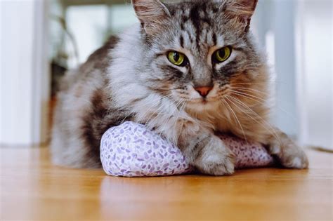 How to Make Catnip Toys for Your Feline Friends