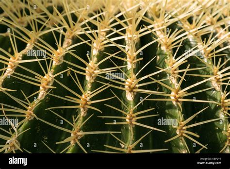 Echinocactus Grusonii Cactaceae Golden Barrel Cactus Stock Photo Alamy