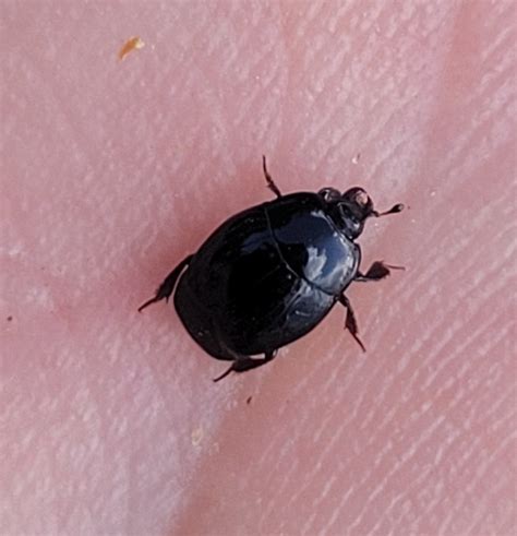 Margarinotus From 9510 Arden Danmark On September 16 2023 At 03 34 PM