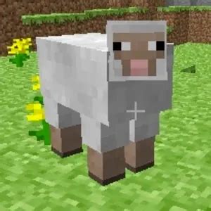 how to tame sheep on minecraft