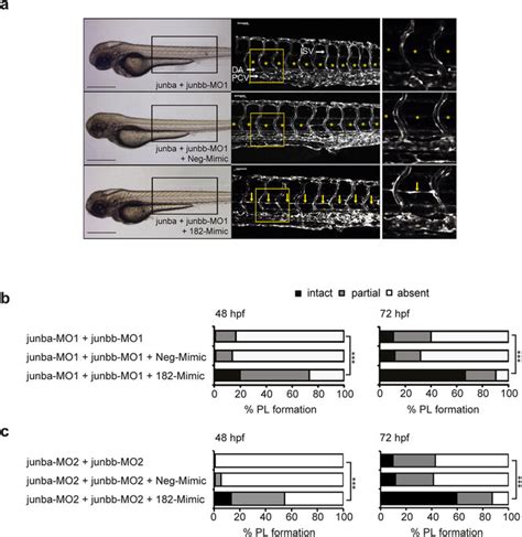 Ectopic Mir Restores Pl Formation In Junb Morphants A Left