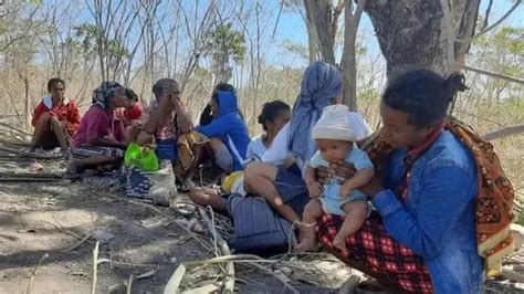 Masyarakat Adat Besipae Di Ntt Yang Digusur Dari Hutan Adat Pubabu