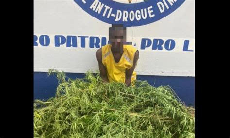 C Te D Ivoire Ass Lokro Plants De Cannabis D Couverts Dans Une