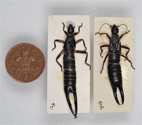 2 Saint Helena Giant Earwigs compared to a two pence (British coin). It