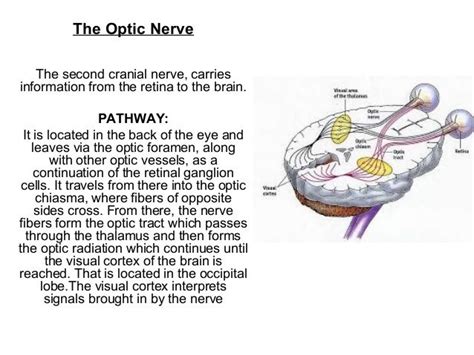 Optic nerve