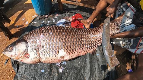 Wow Live Big Carp Fish Cutting Skills Sri Lanka Village Rohu Fish