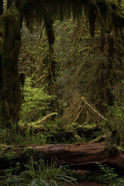 WAONP00012 Hall of Mosses Trail #1 (2017) | Luminous Lands Photography®