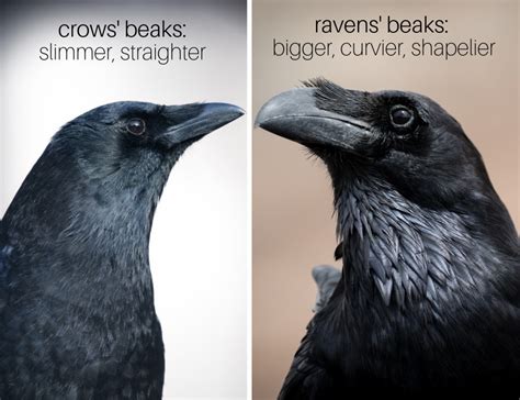 Ravens vs. Crows: They Are Not the Same - Owlcation