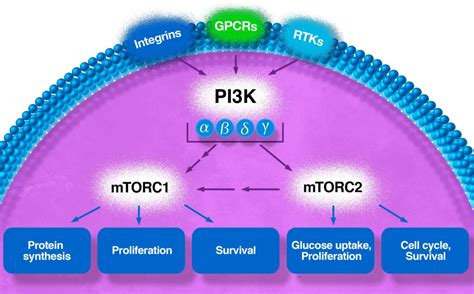 The PI3K MTOR Pathway Celcuity