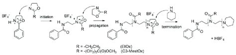 Cationic Ring Opening Polymerization Crop Mechanism Of Etox And