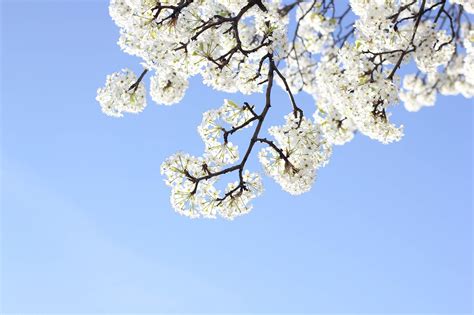 white flowers are blooming on the branches of a tree in front of a blue sky