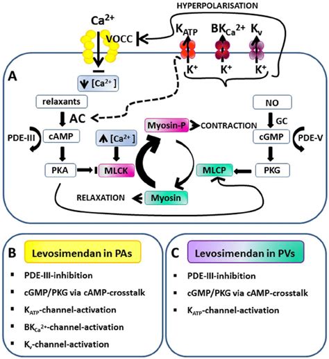 Regulation Of Vascular Smooth Muscle Cells And The Involvement Of