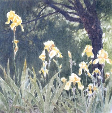 Yellow Iris Original Painting of Mountain Iris in Watercolor | Etsy