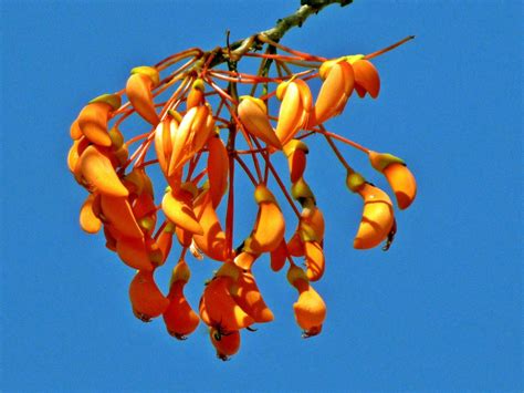 Mulungu Erythrina Verna Erythrina Verna Vell Fabaceae L Flickr