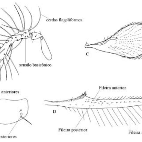 Morfologia Da Genitália Do Macho De Trichogramma A E C Cápsula Download Scientific Diagram