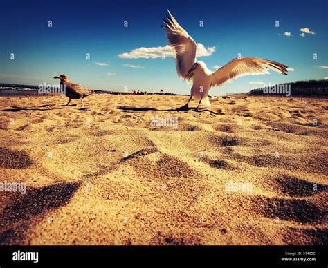 Seagulls on beach Stock Photo - Alamy