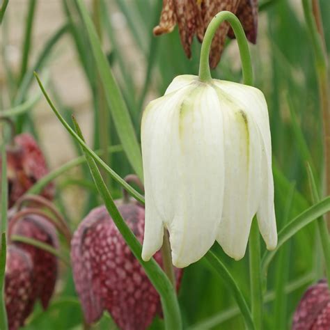 Fritillaria Meleagris Alba